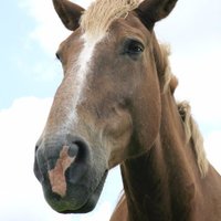 Jacob Goodman (@jacobgoodman007) 's Twitter Profile