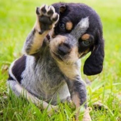 howloyalaugh's profile picture. belly scratches welcome