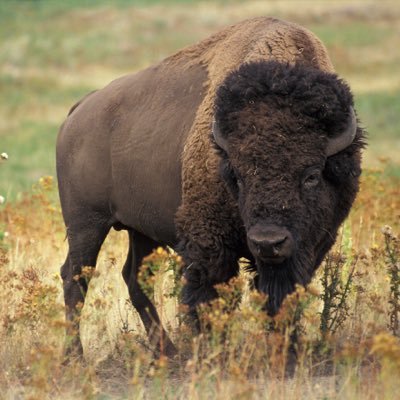 taharka37's profile picture. 