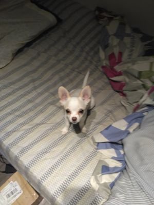 jero_jero's profile picture. Eng/Spa. Who cares! 🇨🇱🇨🇭🇦🇺