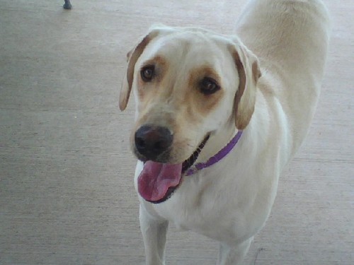 fetchgrandvalle's profile picture. Professional pet sitter and dog walker