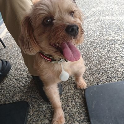 neosan5's profile picture. 犬のネオが可愛いです。多頭崩壊現場の保護犬で京都の団体から来ました。1つ前のお宅でのお試し後、縁あってうちに来てくれました。格闘技と中川翔子さんが推し。猫も推す。古のゆるゲーマー。自分の歯磨きが上手い🪥