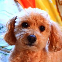 北の遊び人 (@mokoppe7) 's Twitter Profile