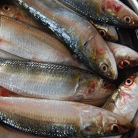 Fahad Fishmeal & Oil Company (@fishmealfishoil) 's Twitter Profile