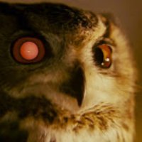 StrawStar (@straw_star) 's Twitter Profile