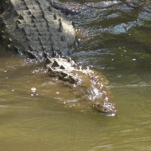 chessbot123's profile picture. 