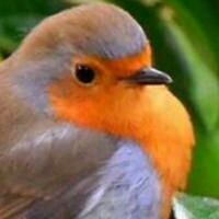 CathainNi's profile picture. I am a humanitarian always helping others that's me I have ms and other illness before all that i was a nurse from Belfast then London NYC have seen it all alas