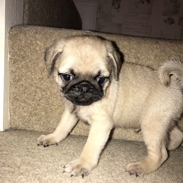 BigPuggoHudson's profile picture. (OFFICIAL ACCOUNT) I'm @MorgzHudson's ALSO @BigJillHudson's (AKA Mum's) PUPPY CALLED PUGGO!! My STEP BROTHER IS @BigBrunoHudson_! *Woof Woof*