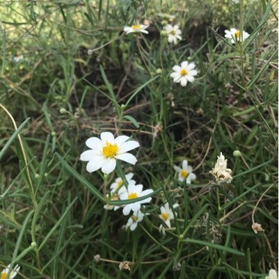 _flowerblooms's profile picture. she/her ll mhs 21