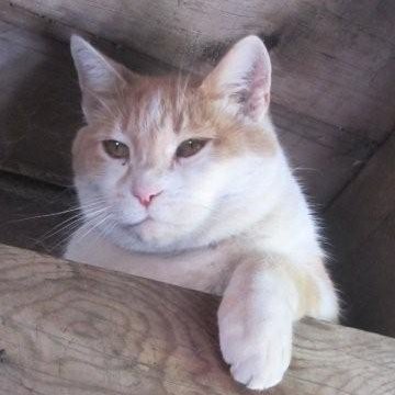 A radio show - on the internet. Playing Country & Western, Outlaw, Americana, Canadiana, twangy stuff, etc. Brian's your host, since 2002. Listen any time.