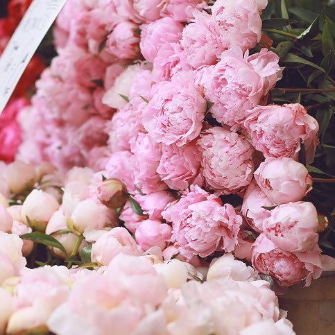 FatmaShehhi's profile picture. 