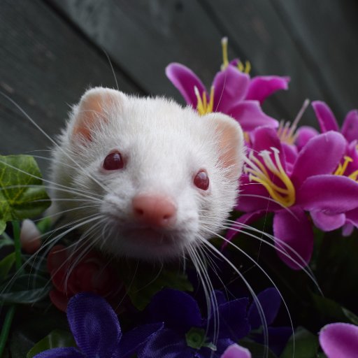 We are a ferret rescue in England which take in neglected, abandoned & stray ferrets

Instagram: southcheshireferretrescue

Facebook: /SouthCheshireFerretRescue