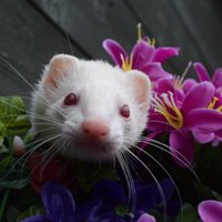 South Cheshire Ferret Rescue (@ferretrescueuk) 's Twitter Profile Photo South Cheshire Ferret Rescue (@ferretrescueuk) 's Twitter Profile Photo