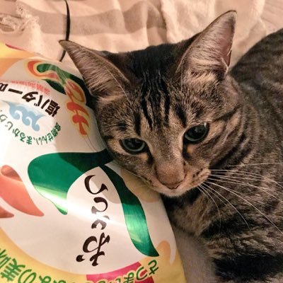 ねこ仙人 Nekosennin131 Twitter