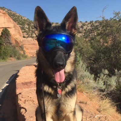 jeanine_camp's profile picture. Too busy training my crazy SAR dog to get into any trouble!