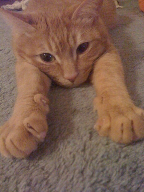 catplaytheblues's profile picture. London.Tokyo.Paris 新世界.Osaka.Kobe