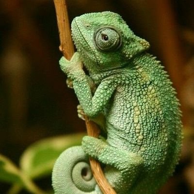 Anngelicus's profile picture. Una verdad a medias, es una mentira completa
la idea de un deseo es el principio de un sueño.