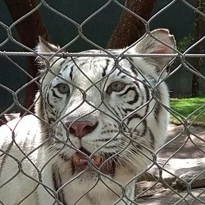 jacobamx's profile picture. 