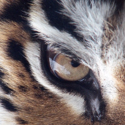 ThyRamMan's profile picture. 