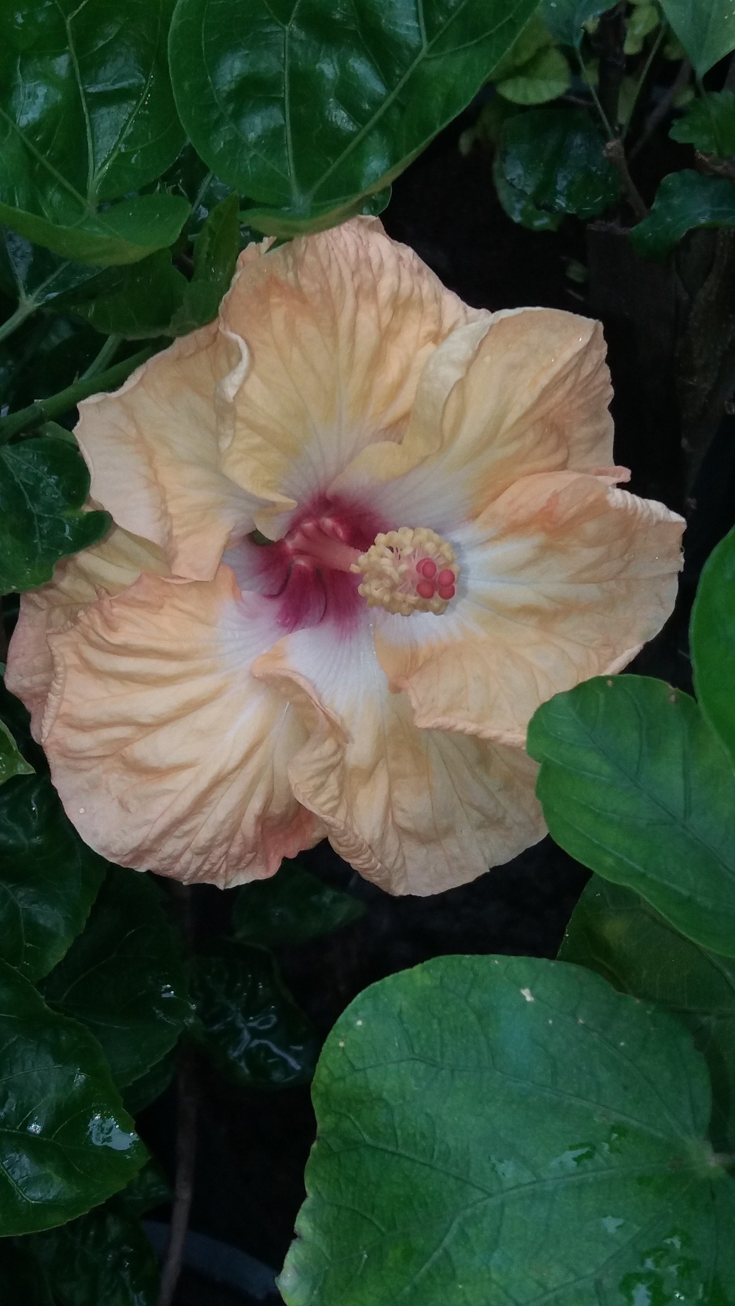 SantiagoComelec's profile picture. 