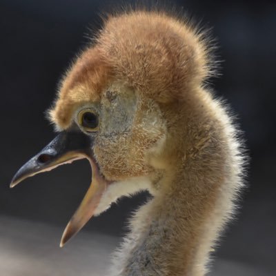 Taka4 天王寺動物園年間パスポーター Taka4 Animal Twitter