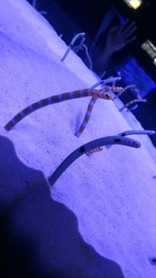 kunsei9317's profile picture. 舞台中心のアカウント