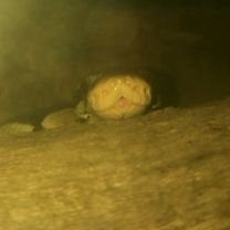 CrawliesShow's profile picture. The Creepy Crawlies Show is an animal handling experience for children. I bring creepy crawly animals to schools, clubs, parties and corporate events.