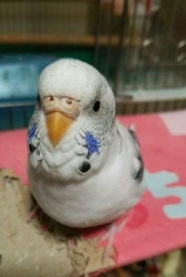 傳さんさんのプロフィール画像