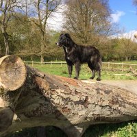 Scruffy - Pets As Therapy (@scruffypat) 's Twitter Profile