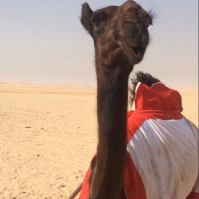 ؏ــــشــــاق البــــل🔕