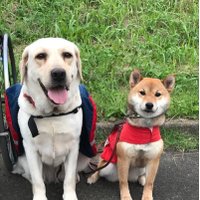 ウェルフェアポート湘南(神奈川介助犬聴導犬協会) (@wps_servicedog) 's Twitter Profile