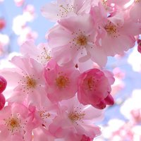 سبيكة عبدالله الحيدر (@sabacha26488) 's Twitter Profile