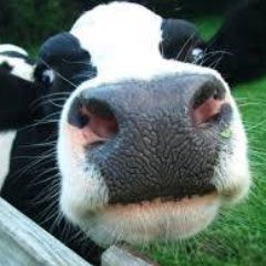 WFS_Ltd's profile picture. Family-run, Animal Health and Hygiene based company providing for all your farming needs. 

DM for further enquiries or contact our main office:
01270 252001