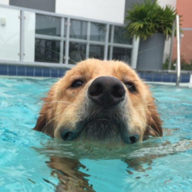 thechuckgettemy's profile picture. Music is LIFE.… I saw all the great bands, All of them…Vegetarian...Golden Retriever lover…….6’4” 200lbs