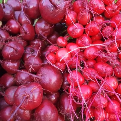 organic soft fruit, vegetables and rhubarb from Cornwall