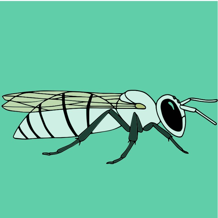 Plasticity | Evolution | Bees