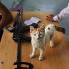 This is the official Twitter page of kittens supporting the Syrian Revolution