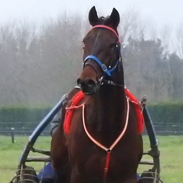 Harness Racing trainer/driver