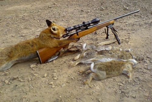 fox hunting should be banned