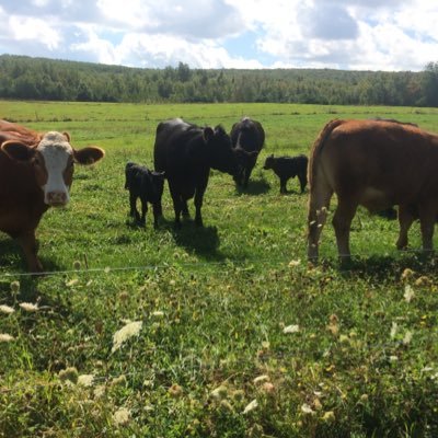 Provincially inspected FREE RANGE Pastured poultry and GRASS FED and FINISHED Beef. For info or to place a Turkey order email pasturehillfarm.ns@gmail.com