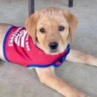 Patriot PAWS(@PatriotPAWS) 's Twitter Profile Photo