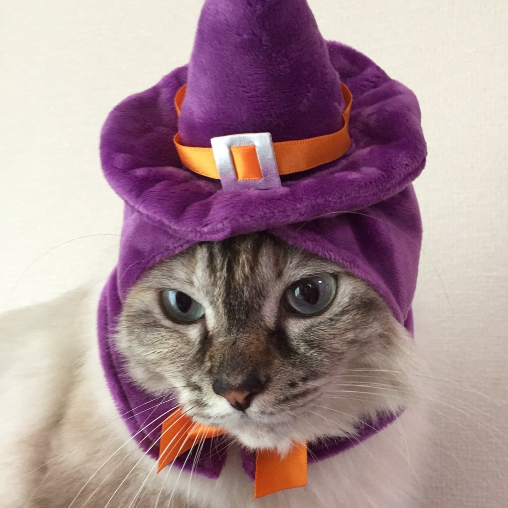 モコの飼い主さんのプロフィール画像