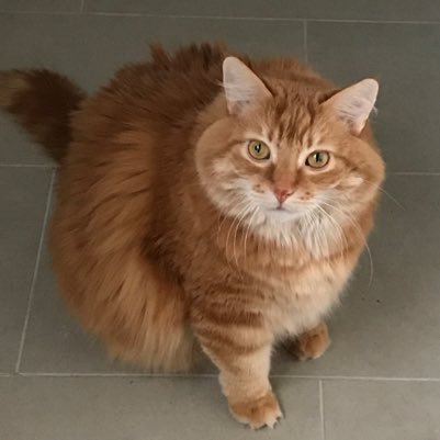 🦁Hi I'm blaze🦁 I'm a Celebrity Animal my owner luke kilvert is a actor in Canadian TV Movies Television TV Shows