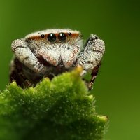 Jump Spider (@jump_spider) 's Twitter Profile