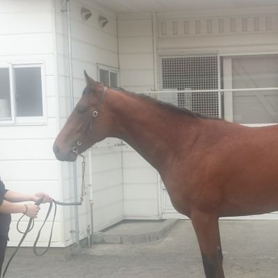 地方競馬の馬主資格取得しました。高知で走らせてます
浦和レッズ好き。

父は中央馬主。形式的には父のレーシングマネージャー。