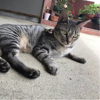 wwwww49838422's profile picture. モンスト、進撃の巨人、CODシリーズ、シックスシージ、車、料理、最近アニメにも興味が出てきたのでオススメあれば教えていただきたいです。無言フォローすいません。フォロバ100%