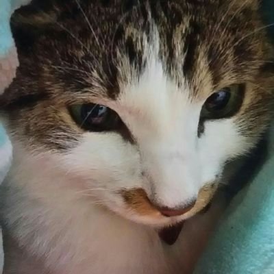 138satomi's profile picture. ラーメン🍜大好き🍜食べた麺はup🍜好みがあるので好き勝手にup😄クリープハイプとHeavenstamp❤
仕事中はZIP-FM耳に走ってます🚚
好きなもの、事に年齢関係なしよ。
食べ歩き😋飲み歩き🍻ずっとやってたい😆🌈 好き勝手にボソボソ とりあえずボソボソ