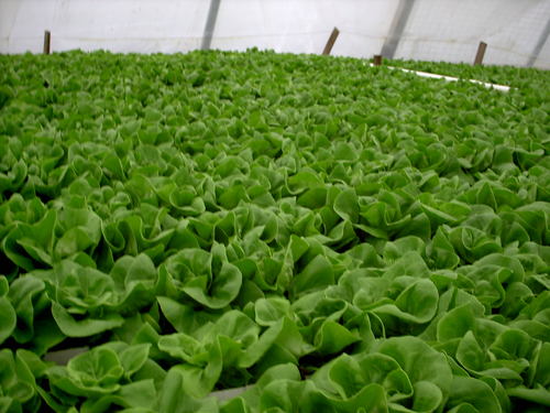 Growers of Pure Sterling Hydro Boston Lettuce - No additives - None!