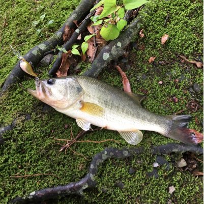 釣り専用アカウントです。ほとんどの釣りをしますが、フカセとバスがメインです。