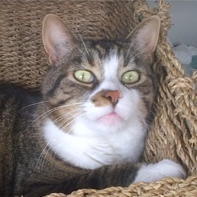 WeegeesMom's profile picture. Proud Canadian. Cat & dog person.